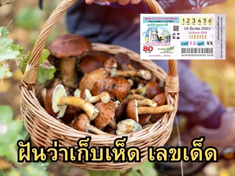 ฝันว่าเก็บเห็ดหมายความว่าอย่างไร ฝันว่าเก็บเห็ด