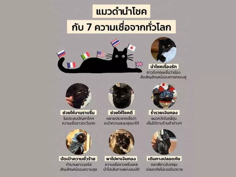 ความหมายฝันเห็นแมวหลายตัว ฝันเห็นแมวหลายตัว