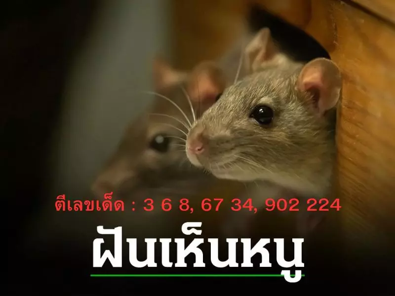 คำทำนายฝันเห็นหนู ต้องการจะสื่ออะไร เลขเด็ด ฝันเห็นหนู