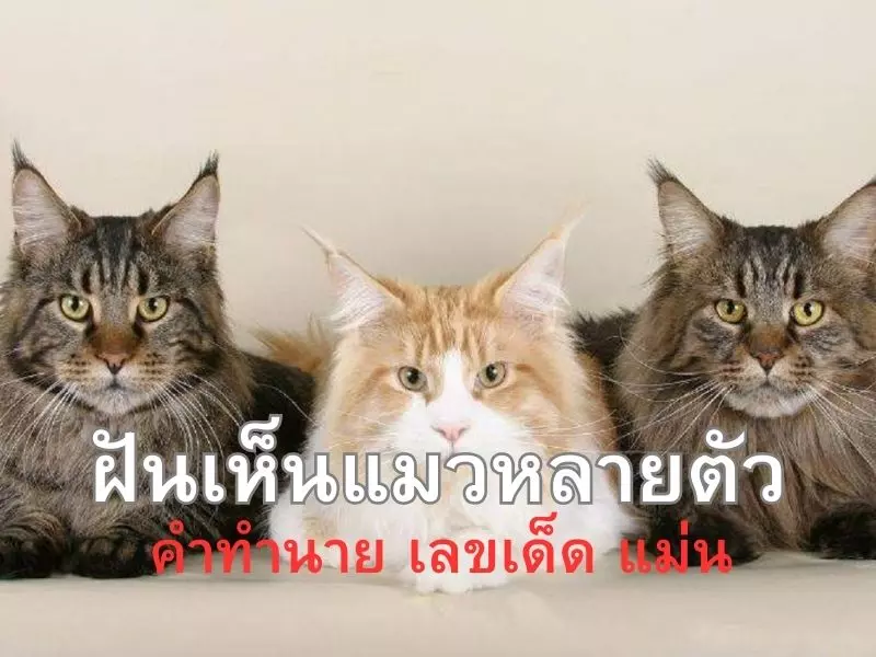 คำทำนายฝันเห็นแมวหลายตัว ทำนายความฝันตามจิตวิทยา ฝันเห็นแมวหลายตัว