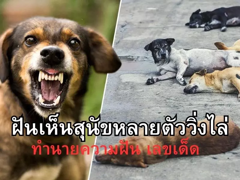 ทำนายฝันเห็นสุนัขหลายตัววิ่งไล่ ความหมาย เลขเด็ด ฝันเห็นสุนัขหลายตัววิ่งไล่