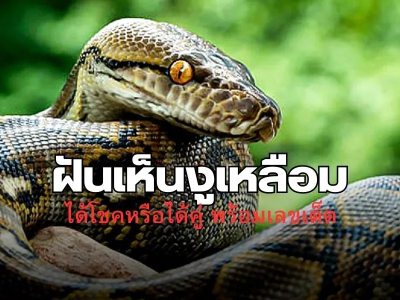 ฝันเห็นงูเหลือมหมายถึงอะไร ฝันเห็นงูเหลือม