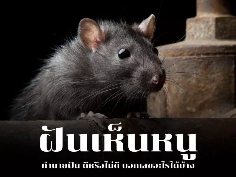 ฝันเห็นหนูได้ลาภลอยไม่รู้ตัว ฝันเห็นหนู