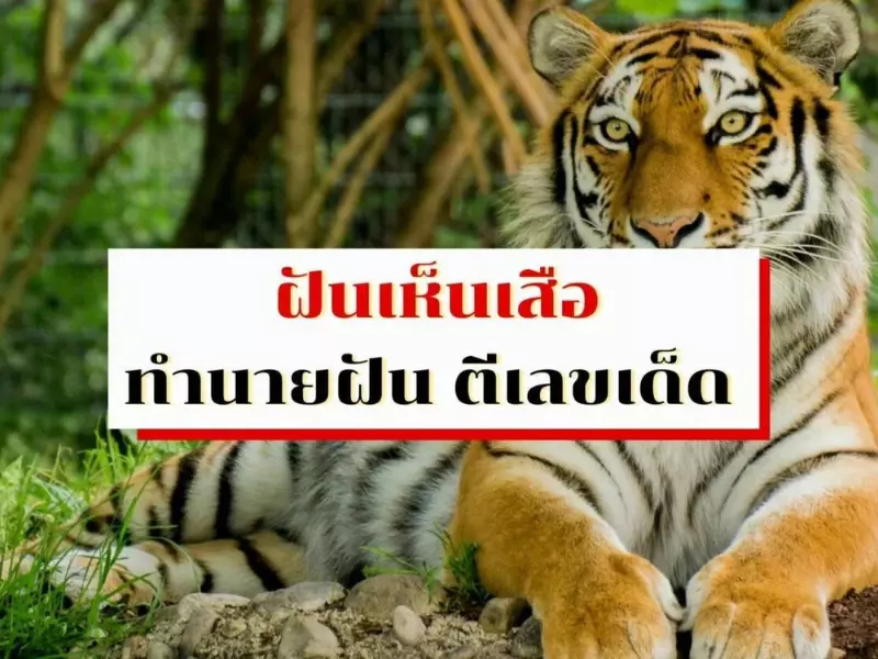 ทำนายความหมายพร้อมเลขเมื่อฝัน เห็น เสือ 3 ตัว ฝัน เห็น เสือ ตี เป็น เลข อะไร