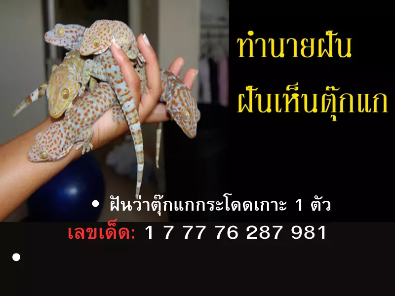 ฝันว่าตุ๊กแกกระโดดเกาะ ความหมายพร้อมตีเลข ฝัน เห็น ตุ๊กแก กระโดด ใส่ เลข เด็ด