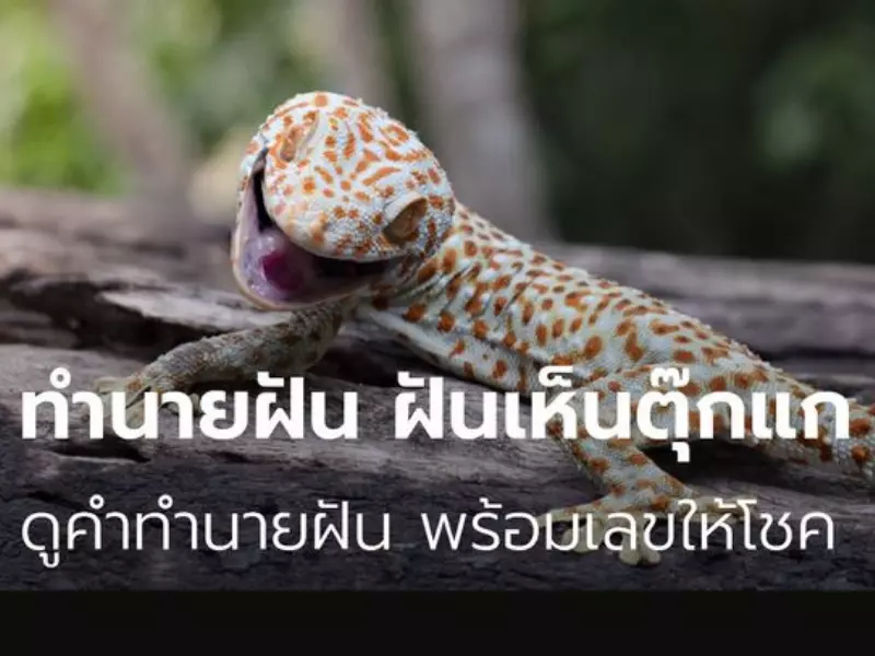 ฝันเห็นตุ๊กแกตัวใหญ่กระโดดใส่ เลขเด็ด ทำนายฝัน ฝัน เห็น ตุ๊กแก กระโดด ใส่ เลข เด็ด