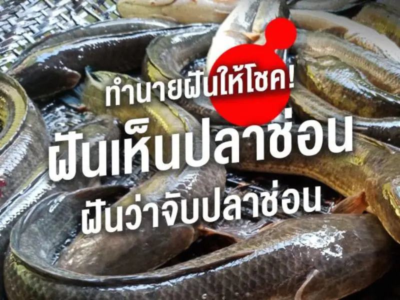 ฝัน ว่า ได้ จับ ปลา ช่อน ตัว ใหญ่ เลข เด็ด ฝันเห็นปลาช่อนตัวใหญ่หลายตัว