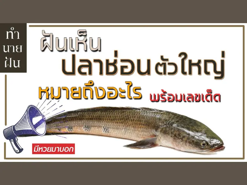 ฝันว่าได้จับปลาช่อนเยอะมาก ความหมายพร้อมเลขเด็ด ฝันเห็นปลาช่อนตัวใหญ่หลายตัว